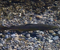 Los pescadores crían salmones en Aller con la intención de repoblar el río Caudal